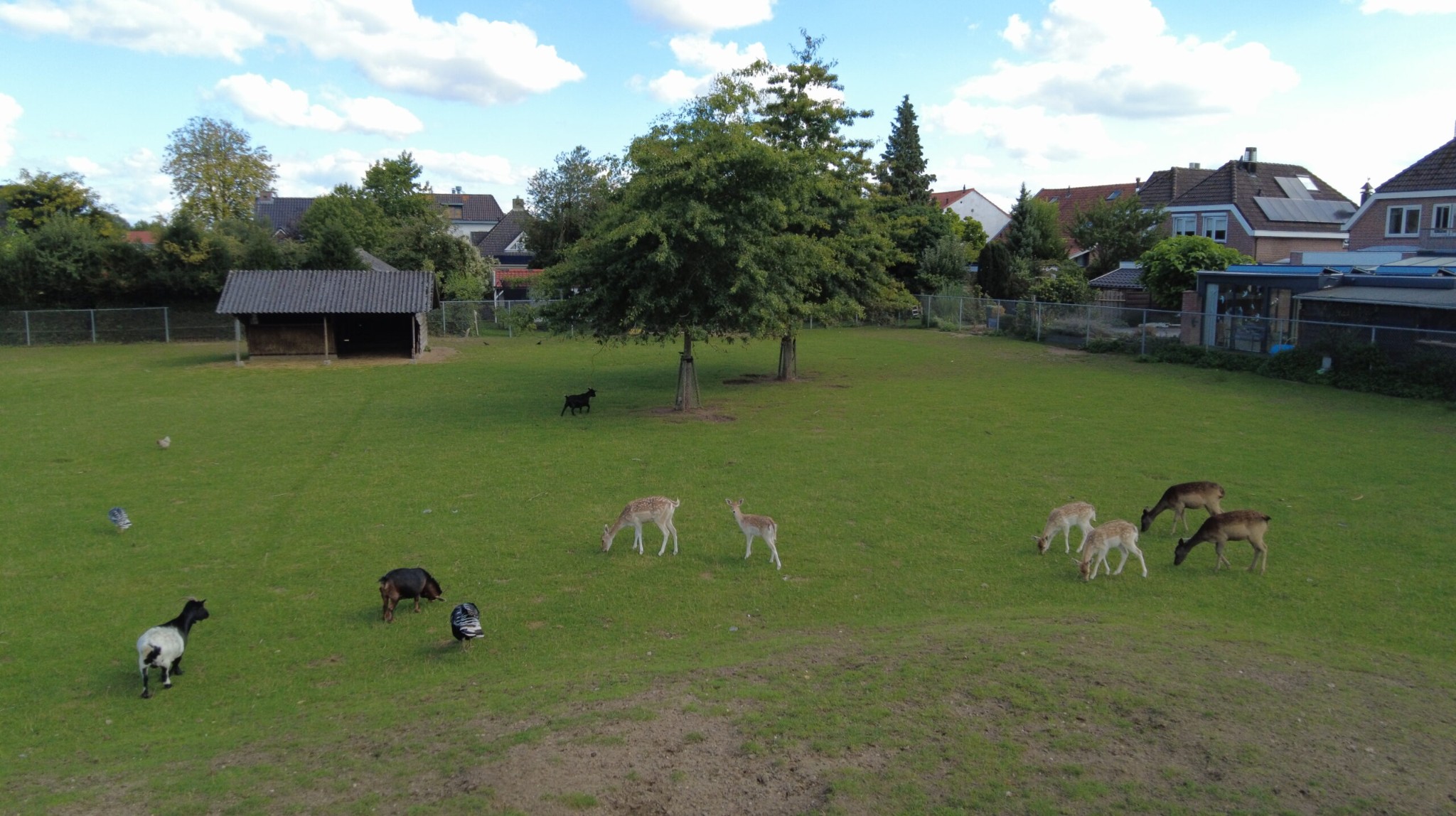 Hertenkamp in Zeddam