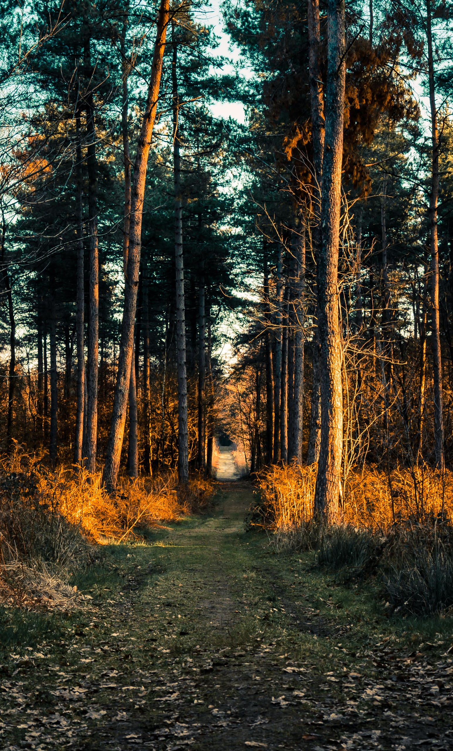 Ontdek het prachtige Bergherbos