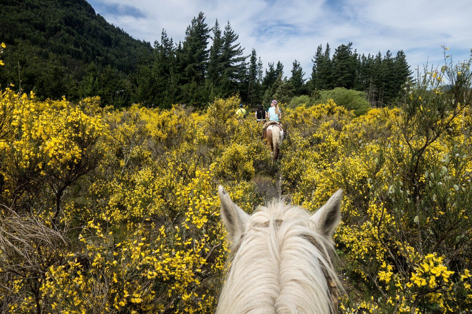 Paardrijden Montferland